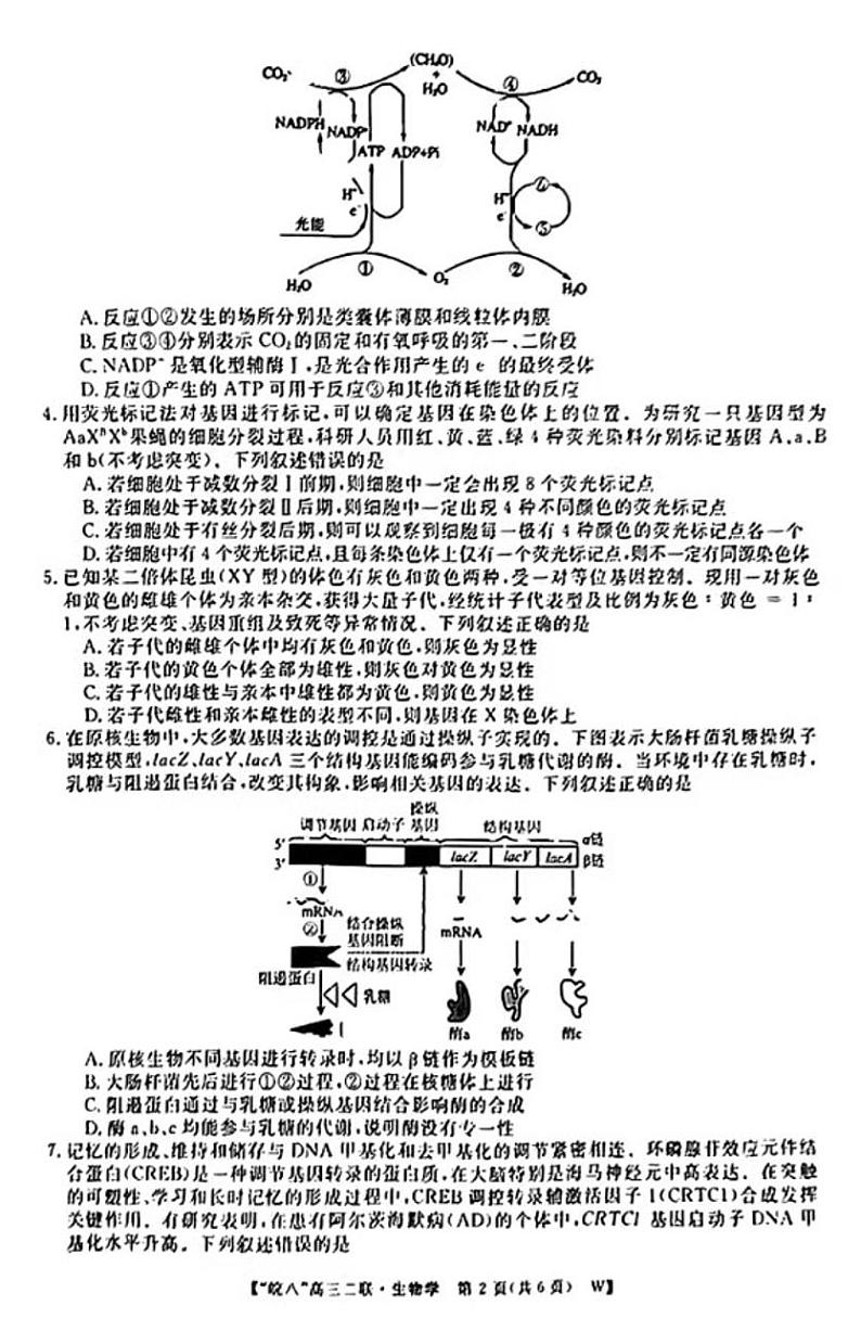2025皖南八校高三(上)第二次联考生物试题及答案第2页