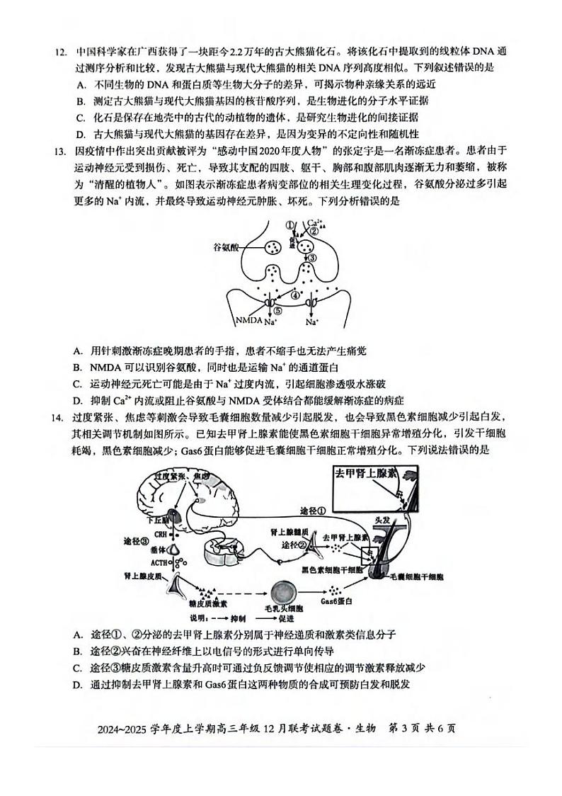 生物丨广西邕衡名校联盟2025届高三12月联考生物试卷及答案第3页