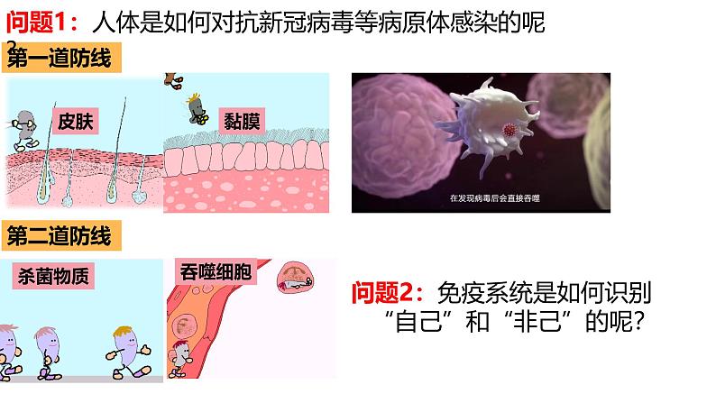 高中生物人教版选择性必修二4.2《特异性免疫》课件第4页