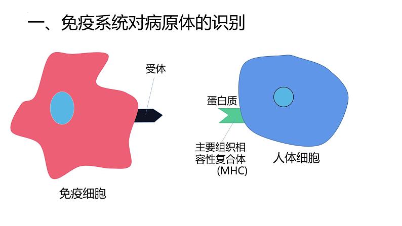 高中生物人教版选择性必修二4.2《特异性免疫》课件第6页