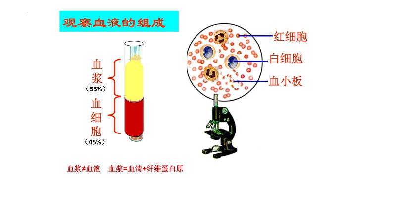 高中生物人教版选择性必修一 《细胞生活的环境》课件第5页