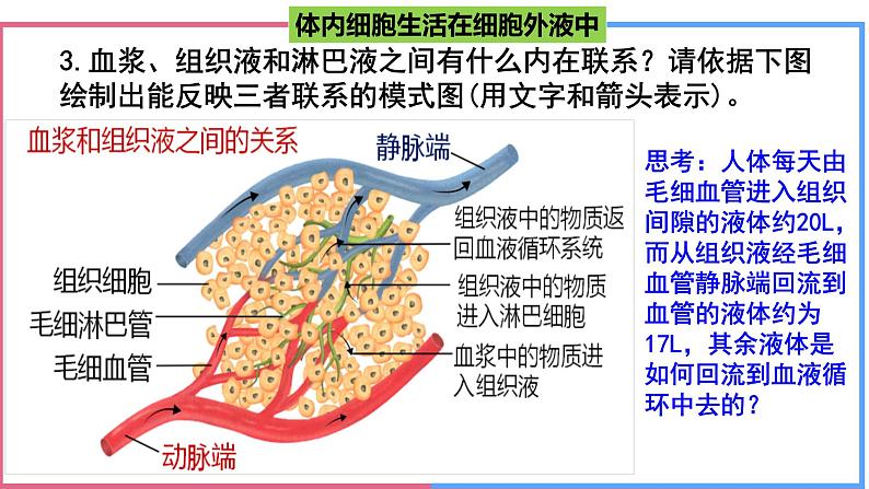 高中生物人教版选择性必修一 《细胞生活的环境》课件第7页