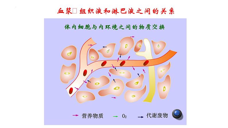 高中生物人教版选择性必修一 《细胞生活的环境》课件第8页