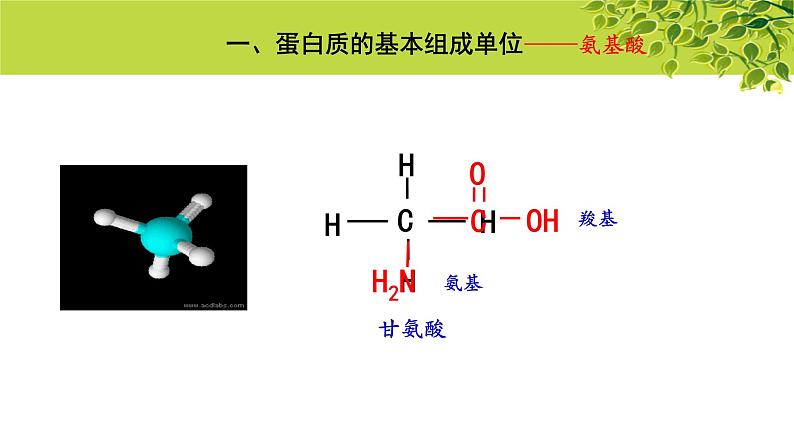 高中生物人教版必修1《蛋白质是生命活动的主要承担者》第2课时  课件第3页