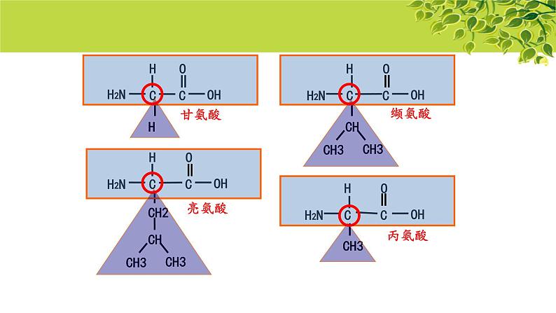 高中生物人教版必修1《蛋白质是生命活动的主要承担者》第2课时  课件第5页