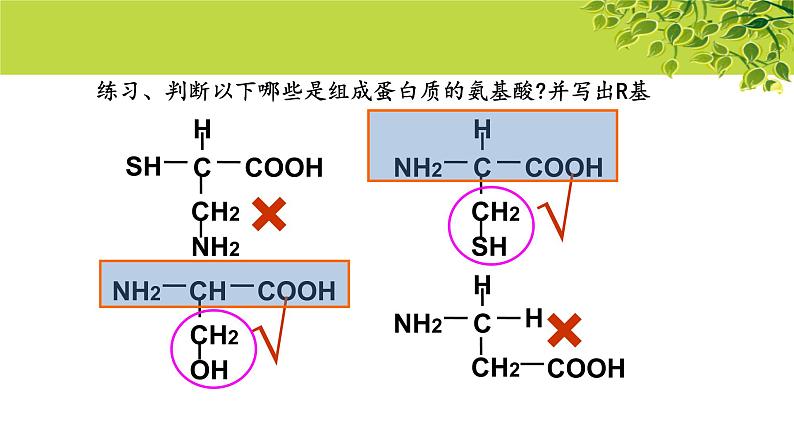 高中生物人教版必修1《蛋白质是生命活动的主要承担者》第2课时  课件第7页