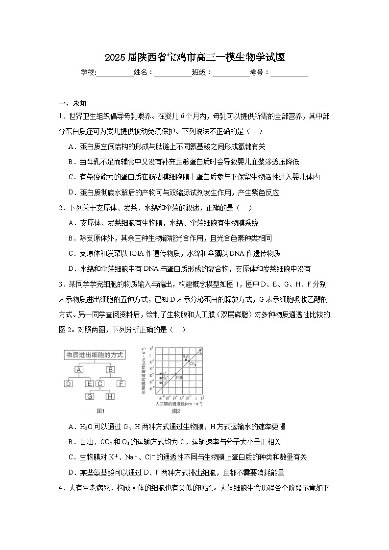 2025届陕西省宝鸡市高三一模生物学试题第1页