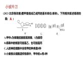 高中生物人教版必修1《核酸是遗传信息的携带者》复习课 课件