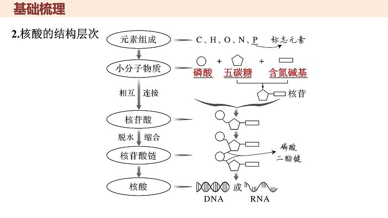 高中生物人教版必修1《核酸是遗传信息的携带者》复习课 课件第7页