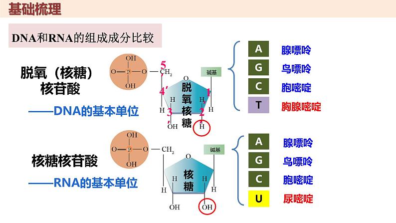 高中生物人教版必修1《核酸是遗传信息的携带者》复习课 课件第8页