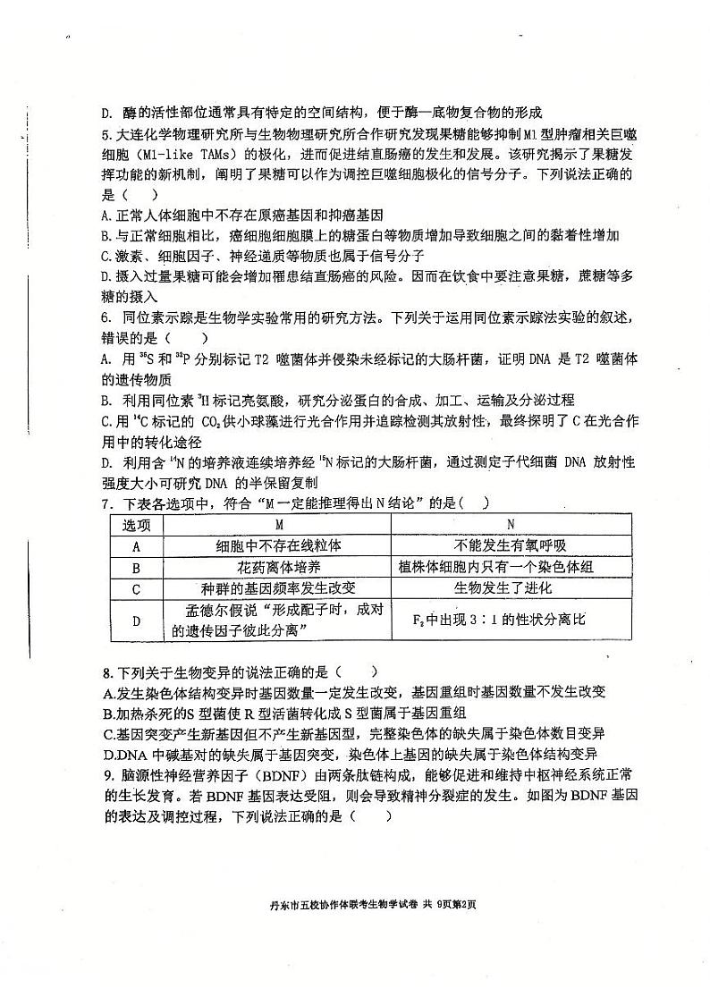 2025丹东五校协作体高三上学期12月月考试题生物PDF版含答案第2页