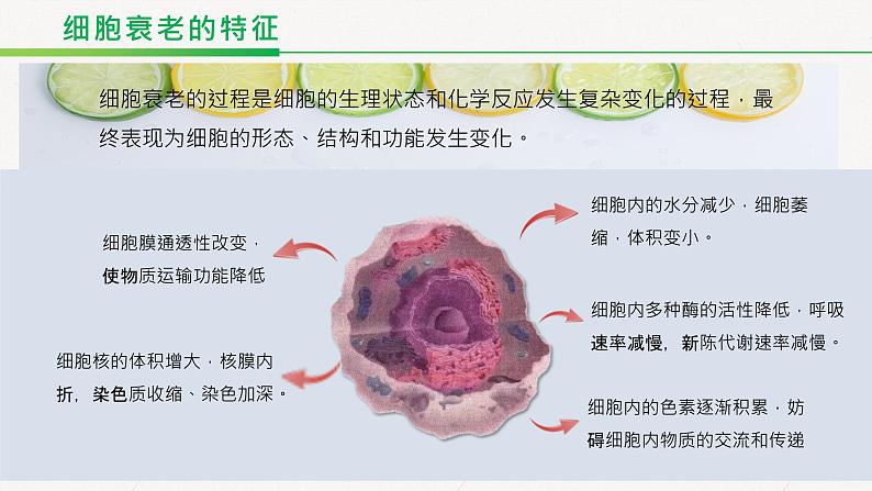 高中生物人教版必修1《细胞的衰老和死亡》课件第8页