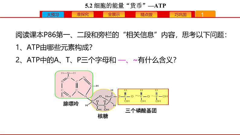 高中生物人教版必修一《细胞的能量“货币”ATP》课件第4页