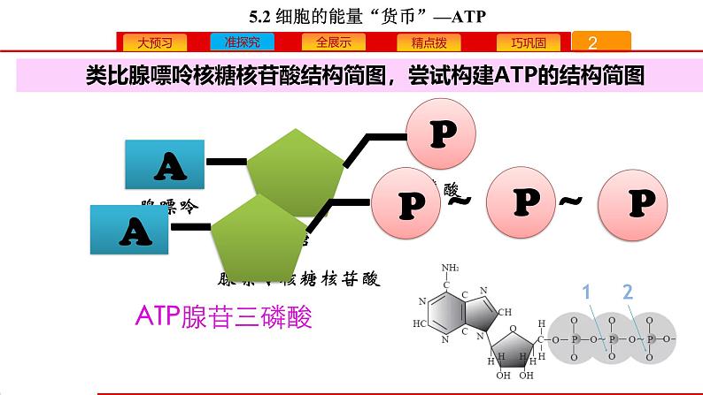 高中生物人教版必修一《细胞的能量“货币”ATP》课件第5页