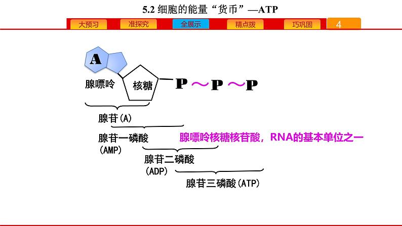 高中生物人教版必修一《细胞的能量“货币”ATP》课件第7页