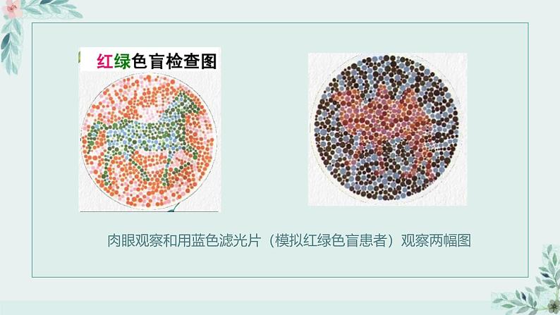 高中生物人教版必修2 2.3《伴性遗传》课件第4页