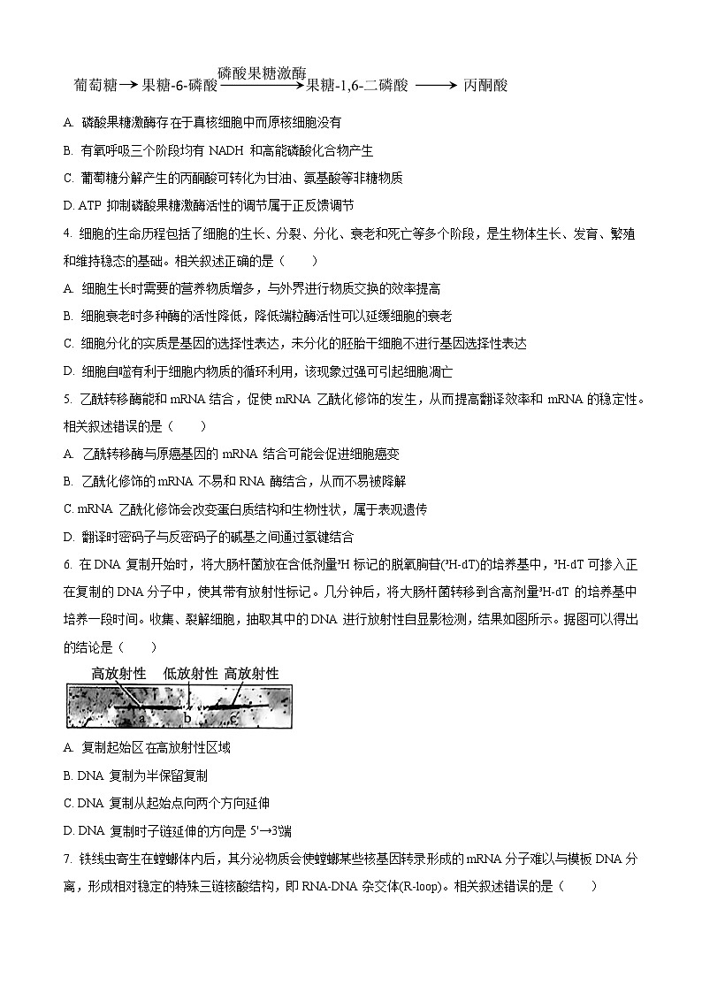 江苏省南通市海安市2024-2025学年高三上学期11月期中学业质量监测生物试题  Word版无答案第2页