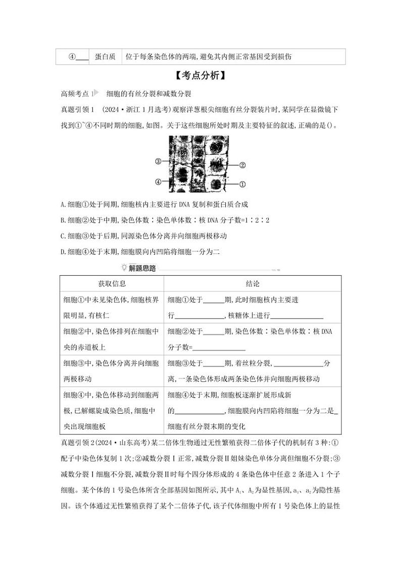 2025届高考生物二轮题型分类突破：考向05细胞的生命历程试卷(含答案)第2页