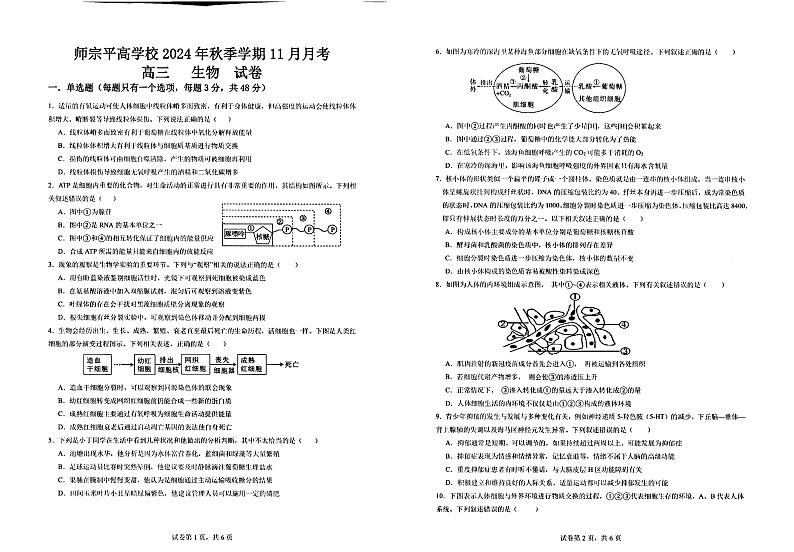 云南省曲靖市师宗县平高中学2024-2025学年高三上学期11月考试生物试题第1页