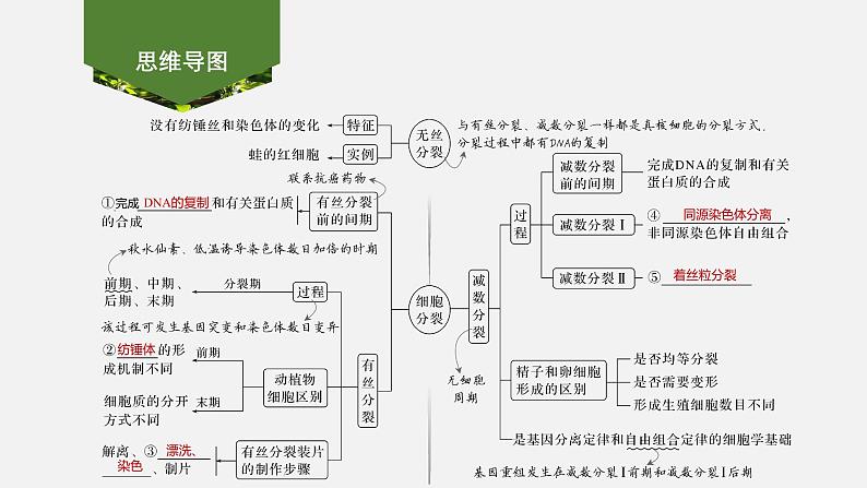 课时1　细胞增殖、分化、衰老和死亡等生命进程第2页