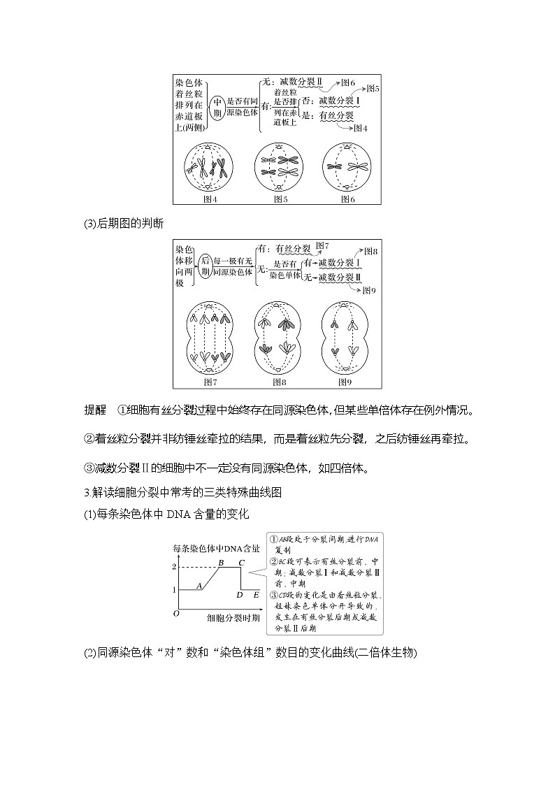 课时1　细胞增殖、分化、衰老和死亡等生命进程  学案（含答案）第3页