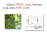 高中生物人教版选择性必修2《生态系统的信息传递》课件