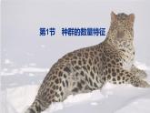 高中生物人教版選擇性必修2《種群的數(shù)量特征》課件