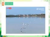 人教版高中生物选择性必修二1.2.1《建构种群增长模型的方法及种群数量的变化》课件+教案+分层作业+导学案