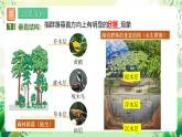 人教版高中生物选择性必修二2.1《群落的结构》（第2课时）课件+教案+分层作业+导学案