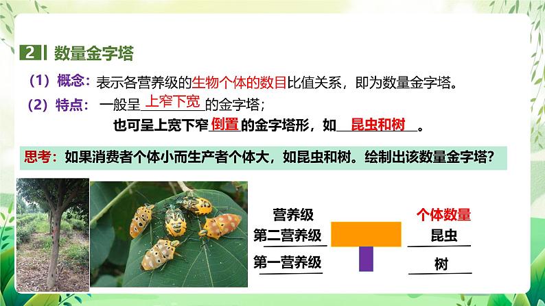 人教版高中生物选择性必修二3.2.2《生态金字塔和研究能量流动的实践意义》（教学课件）第7页