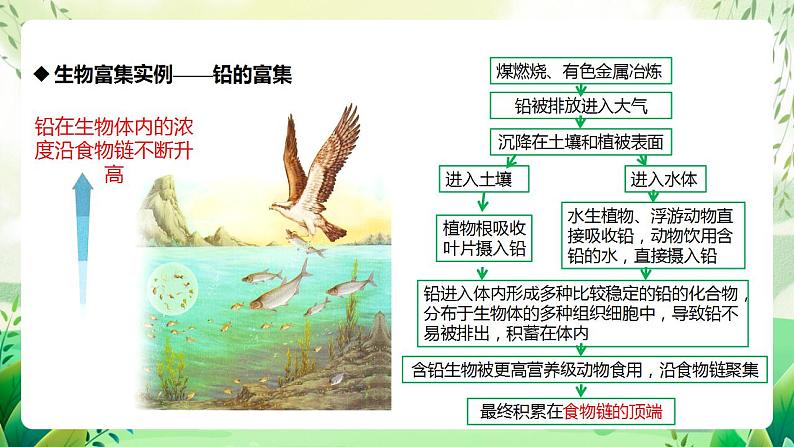 人教版高中生物选择性必修二3.3.2《生物富集及探究土壤微生物的分解作用》（教学课件）第7页