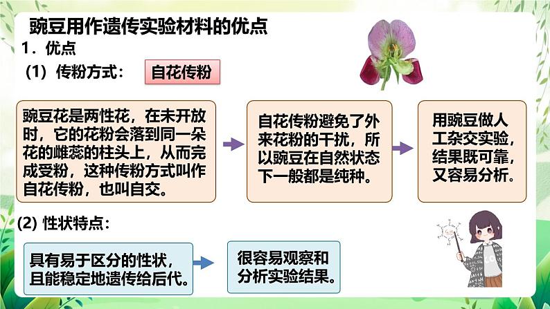 人教版高中生物必修二1.1《孟德尔的豌豆杂交实验(一)》（第1课时）（教学课件）第7页