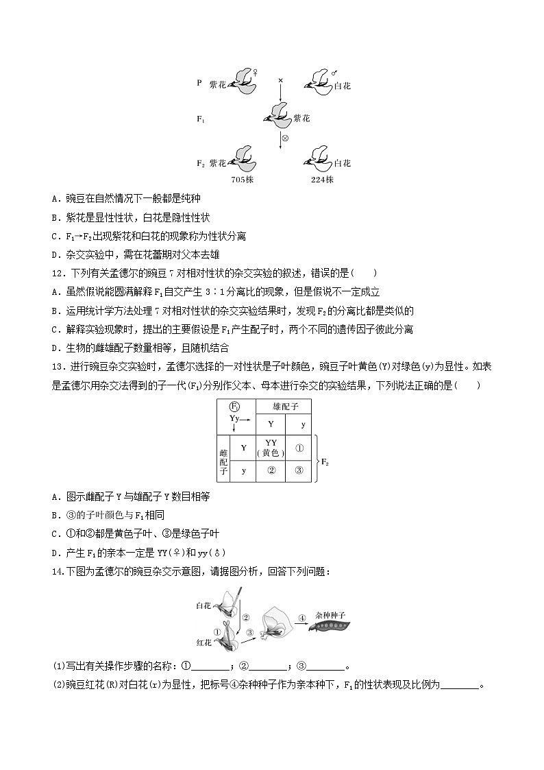 人教版高中生物必修二1.1《孟德尔的豌豆杂交实验(一)》（第1课时）（分层作业）（原卷版）第3页