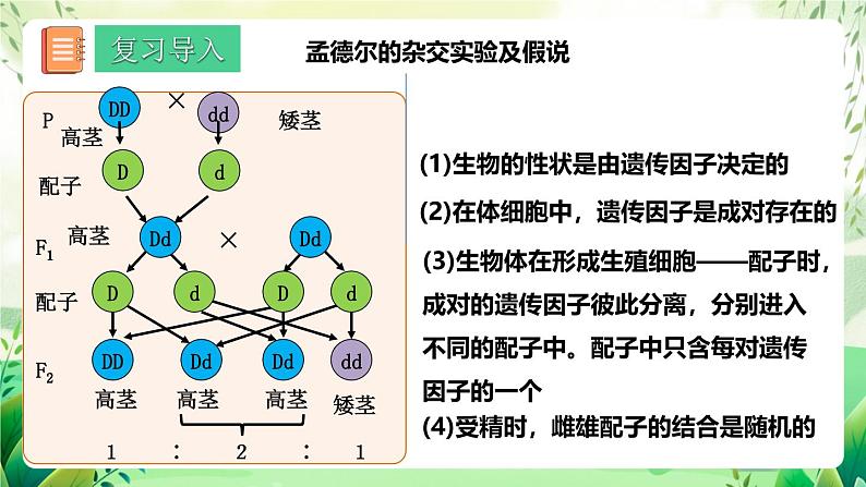 人教版高中生物必修二1.1《孟德尔的豌豆杂交实验(一)》（第2课时）（教学课件）第3页