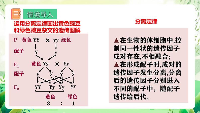 人教版高中生物必修二1.2《孟德尔的豌豆杂交实验(二)》（第1课时）（教学课件）第3页