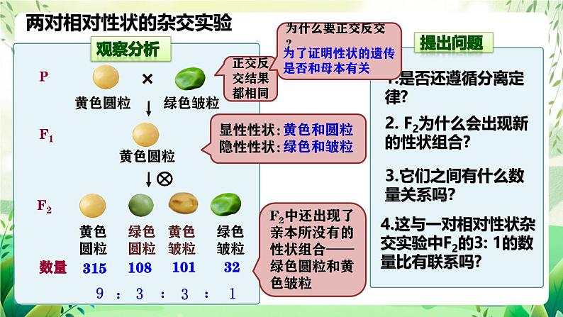 人教版高中生物必修二1.2《孟德尔的豌豆杂交实验(二)》（第1课时）（教学课件）第5页