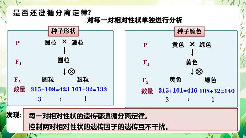 人教版高中生物必修二1.2《孟德尔的豌豆杂交实验(二)》（第1课时）（教学课件）第6页