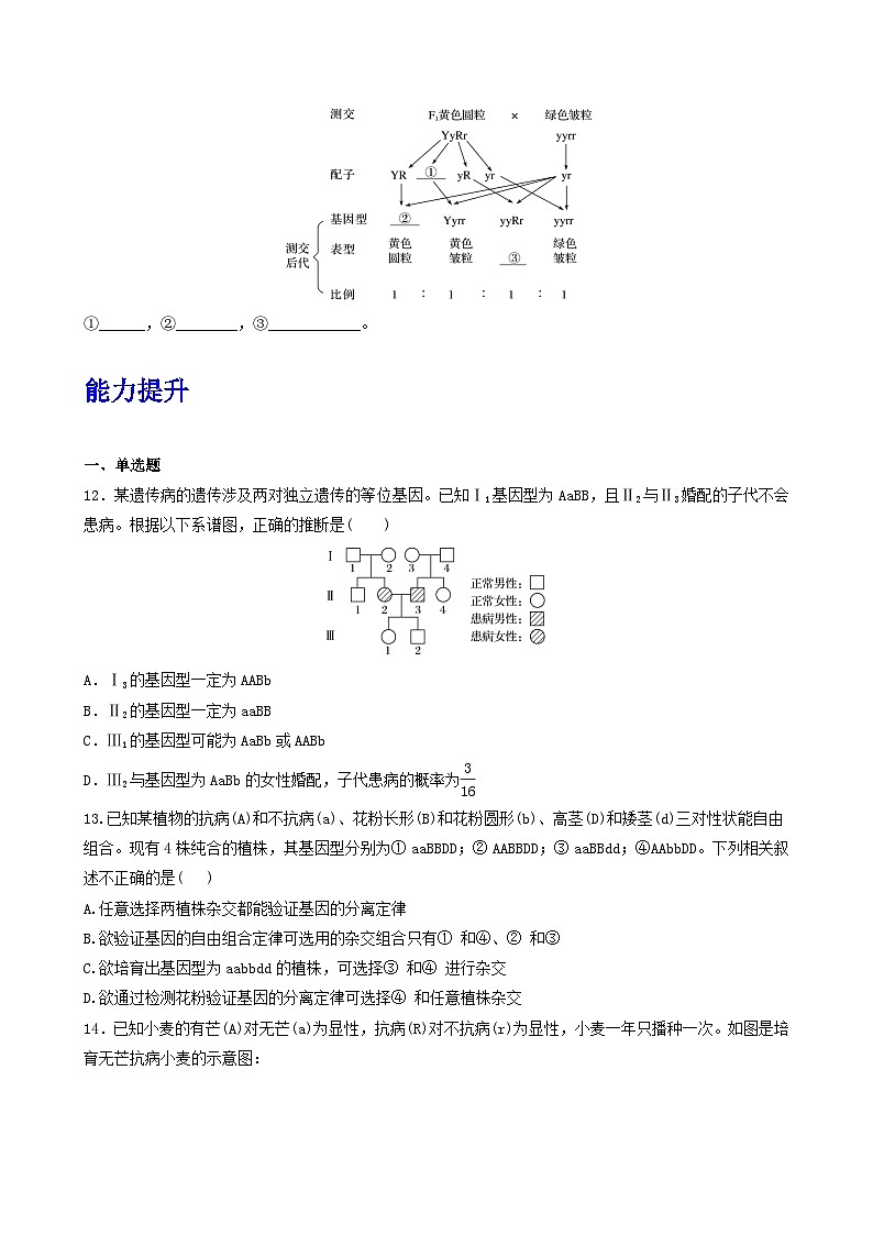 人教版高中生物必修二1.2《孟德尔的豌豆杂交实验(二)》（第2课时）（分层作业）（原卷版）第3页