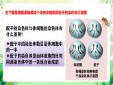 人教版高中生物必修二2.1.1《减数分裂》（第1课时）课件+教案+分层练习+导学案