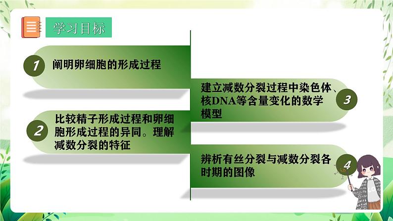 人教版高中生物必修二2.1.1《减数分裂》（第2课时）（教学课件）第2页