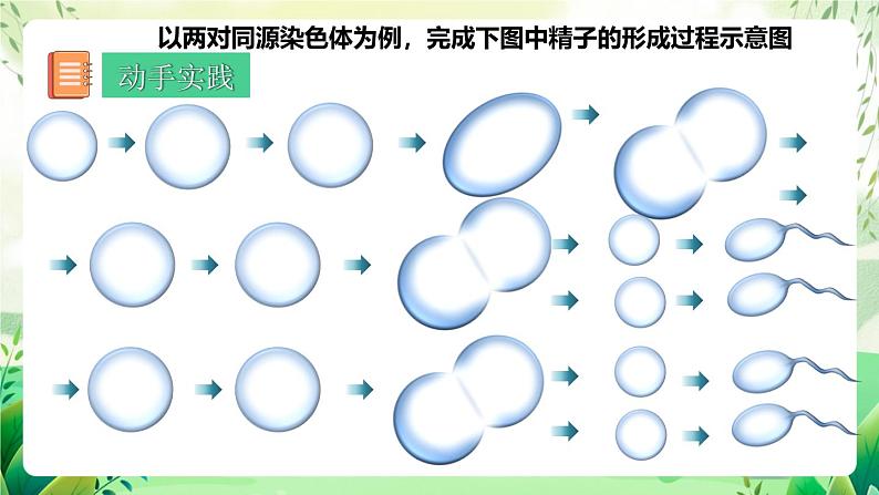 人教版高中生物必修二2.1.1《减数分裂》（第2课时）（教学课件）第3页