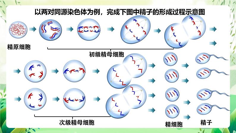 人教版高中生物必修二2.1.1《减数分裂》（第2课时）（教学课件）第4页