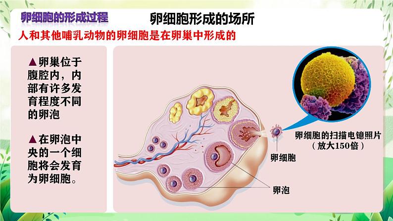 人教版高中生物必修二2.1.1《减数分裂》（第2课时）（教学课件）第6页