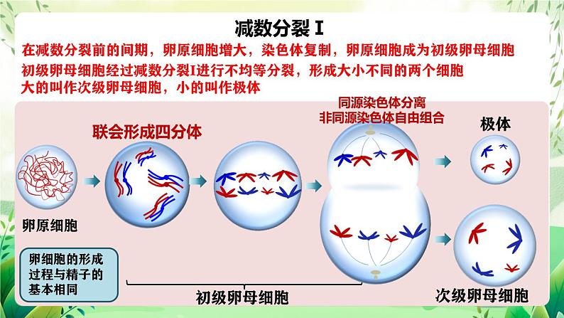 人教版高中生物必修二2.1.1《减数分裂》（第2课时）（教学课件）第7页