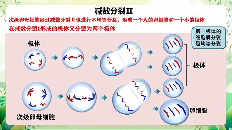 人教版高中生物必修二2.1.1《减数分裂》（第2课时）（教学课件）第8页