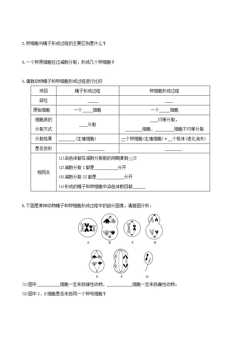 人教版高中生物必修二2.1.1《减数分裂》（第2课时）（导学案）（原卷版）第2页