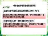 人教版高中生物必修二2.1.2《受精作用》课件+教案+分层练习+导学案