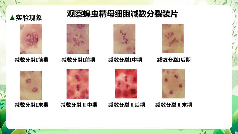 人教版高中生物必修二2.1.2《受精作用》（教学课件）第7页