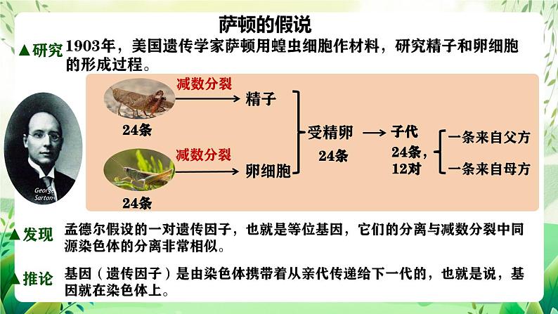 人教版高中生物必修二2.2《基因在染色体上》（教学课件）第7页