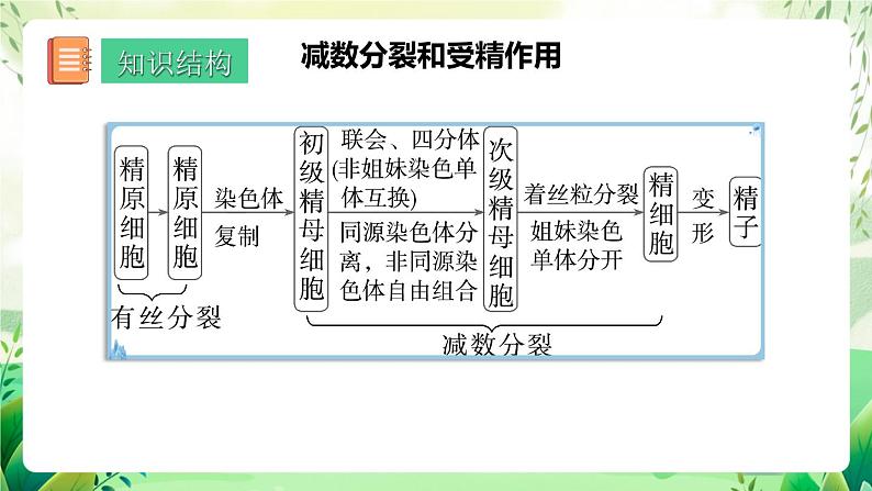 人教版高中生物必修二第2章《基因和染色体的关系》（单元复习课件）第2页